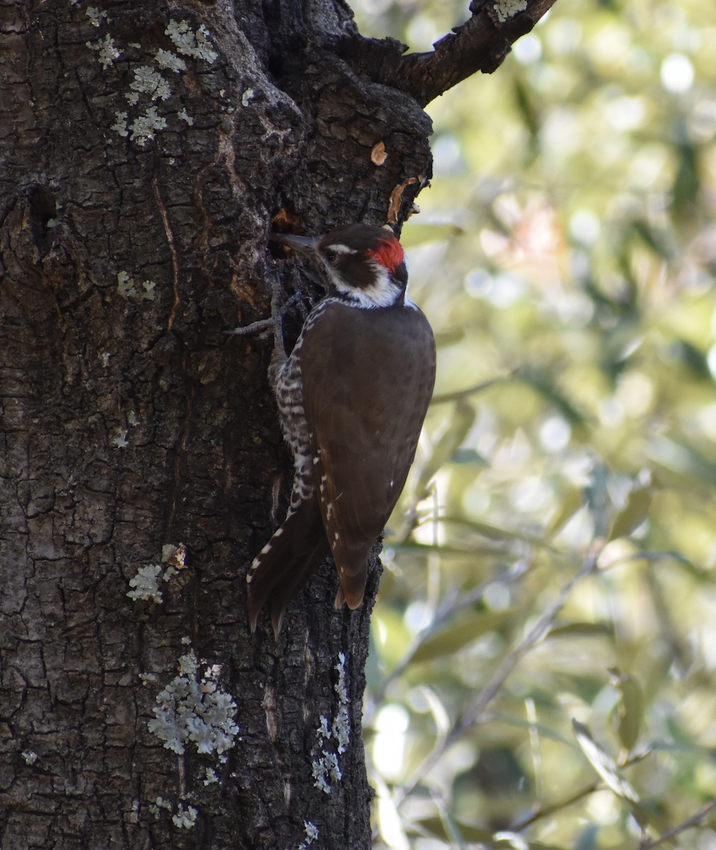 Arizona Woodpecker - ML647331956