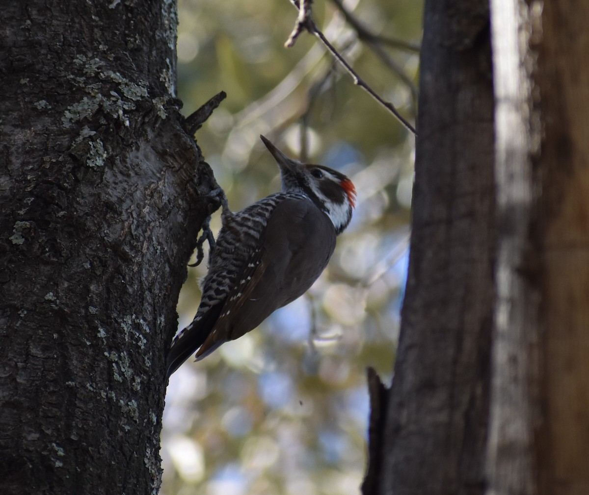Arizona Woodpecker - ML647331963