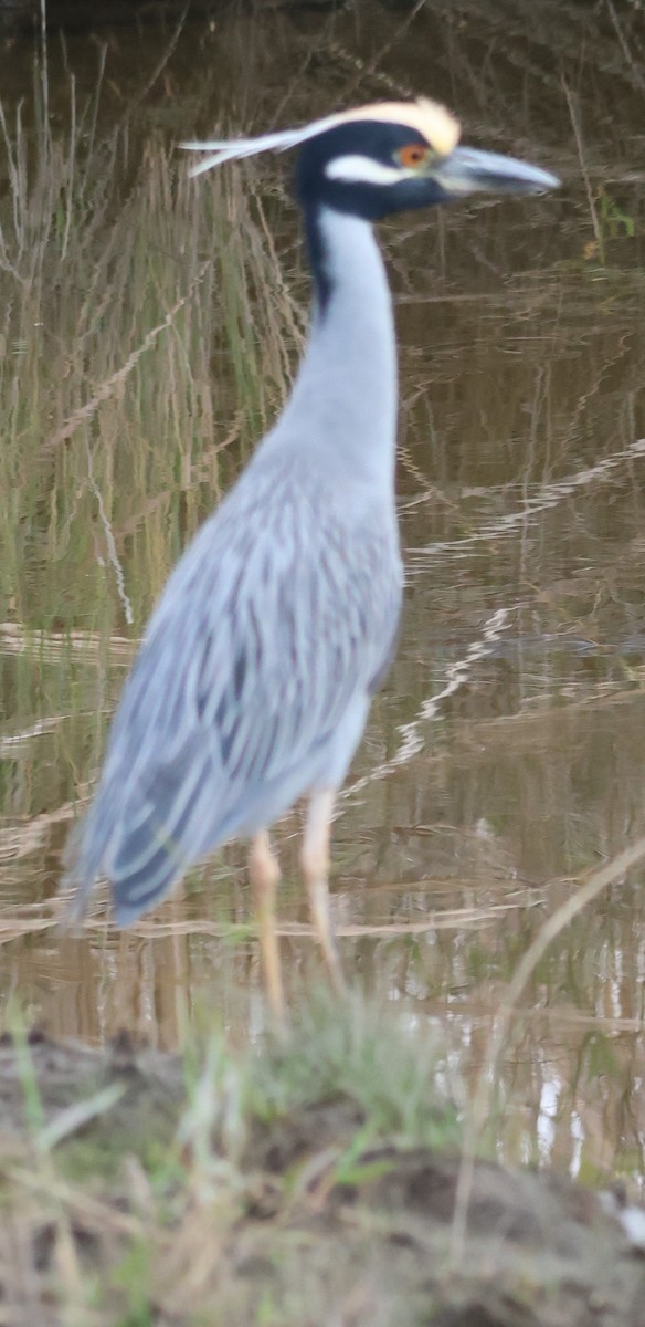Yellow-crowned Night Heron - ML647331964
