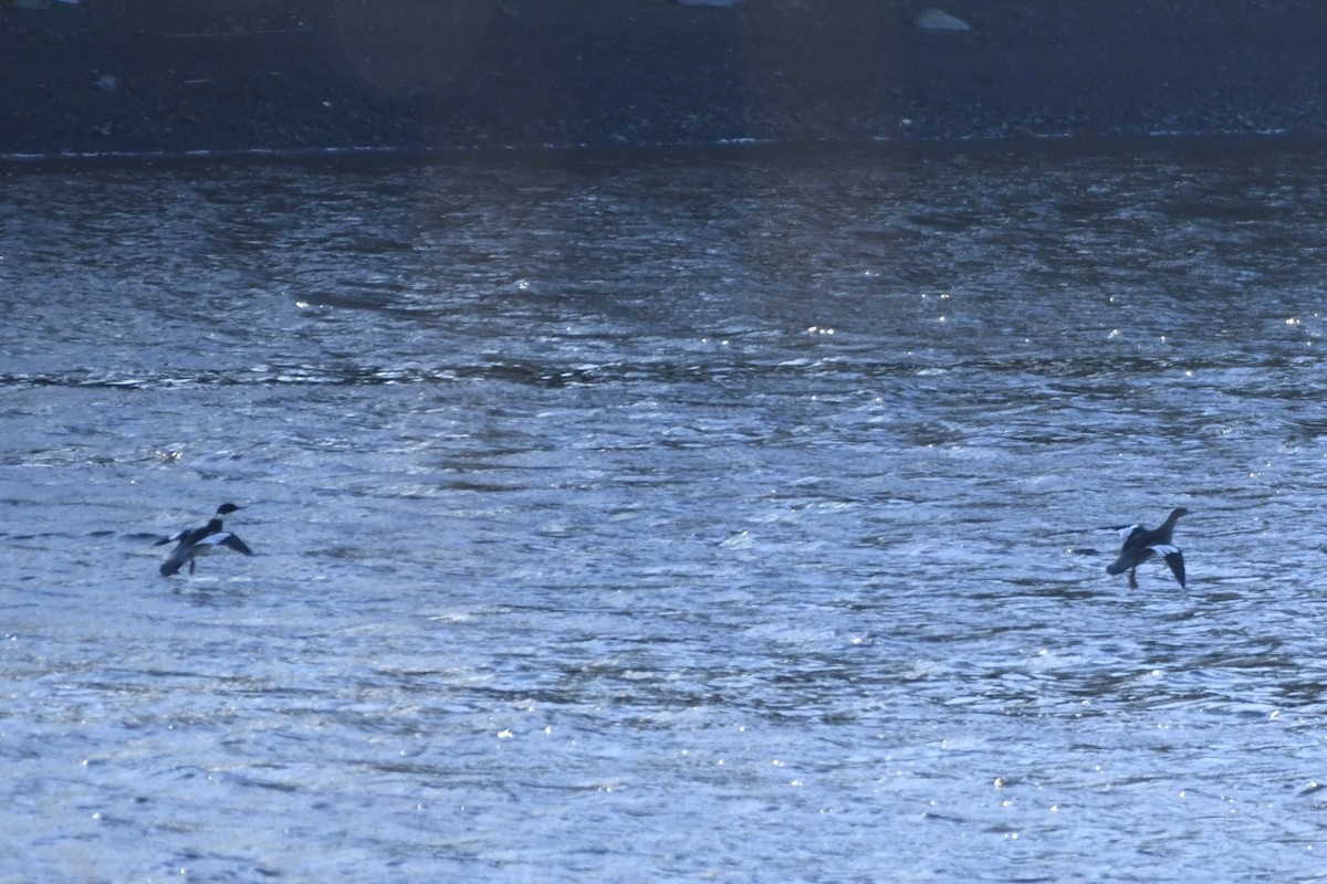 Tarakdiş - ML647331965