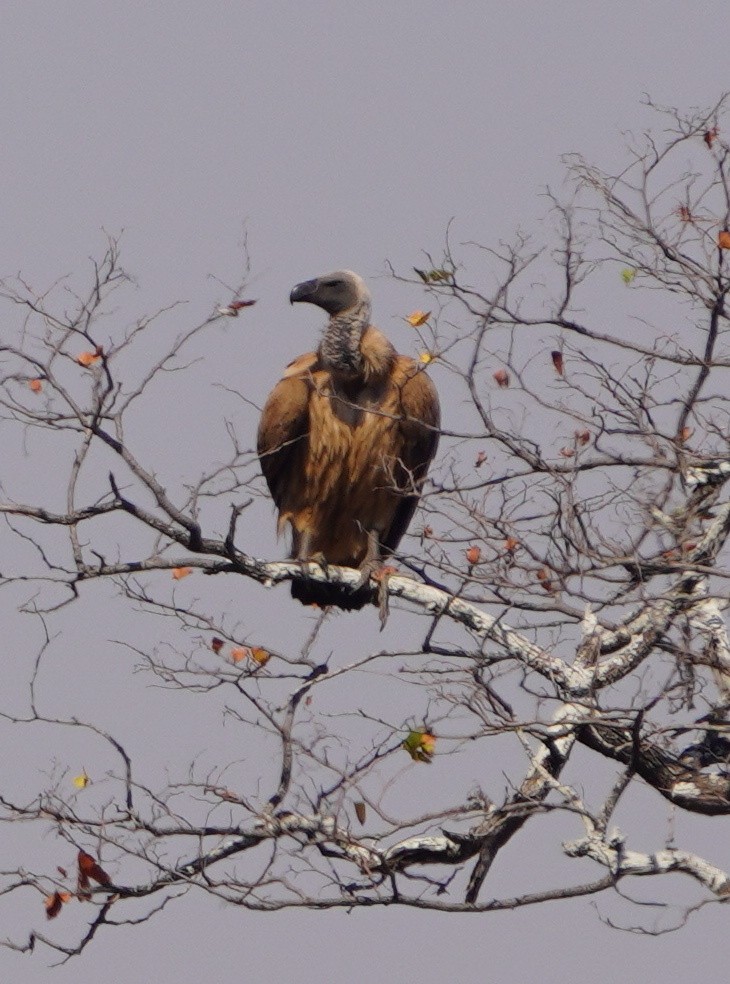 White-backed Vulture - ML647331969