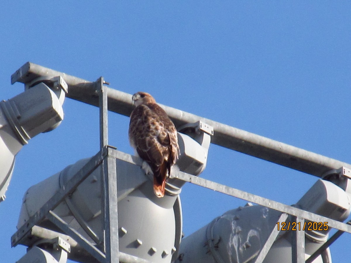 Red-tailed Hawk - ML647331970