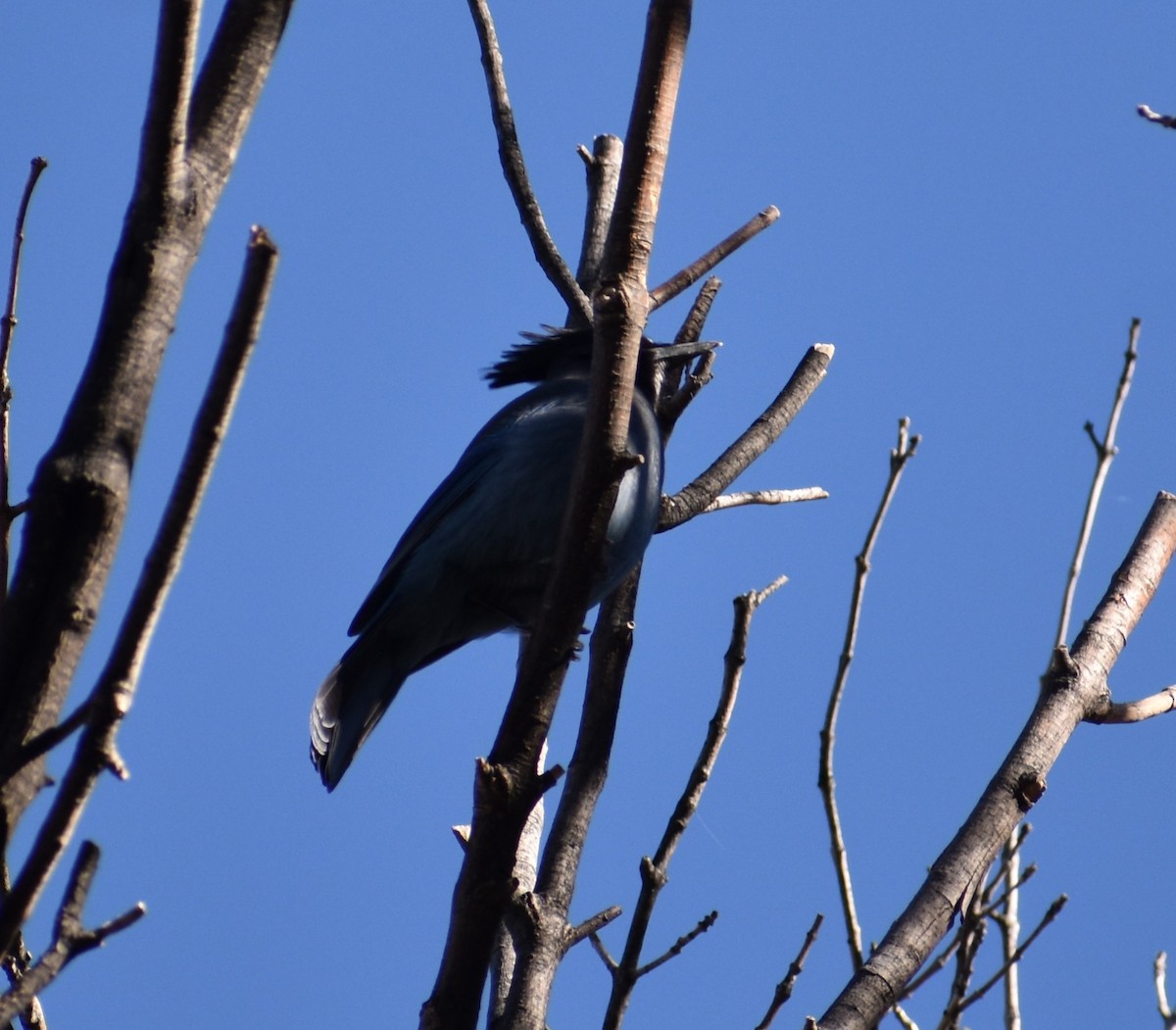Steller's Jay - ML647331971