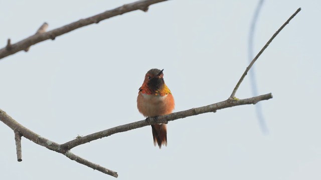 Allen Kolibrisi - ML647331974