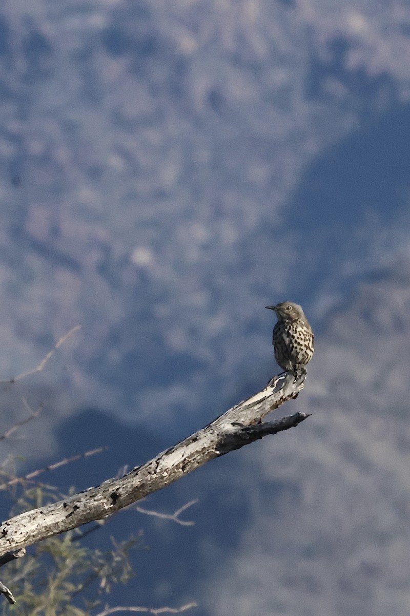 Sage Thrasher - ML647331979