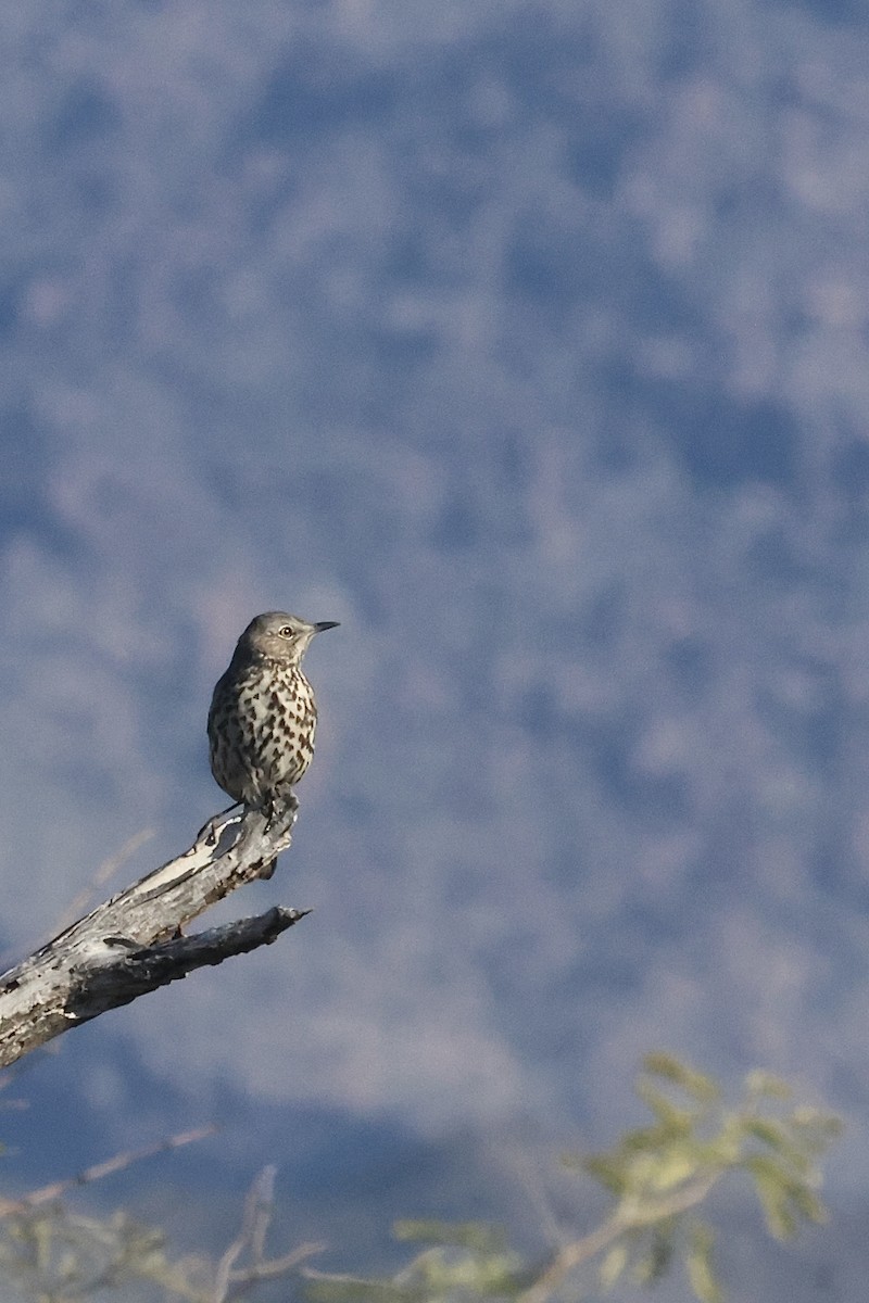 Sage Thrasher - ML647331980