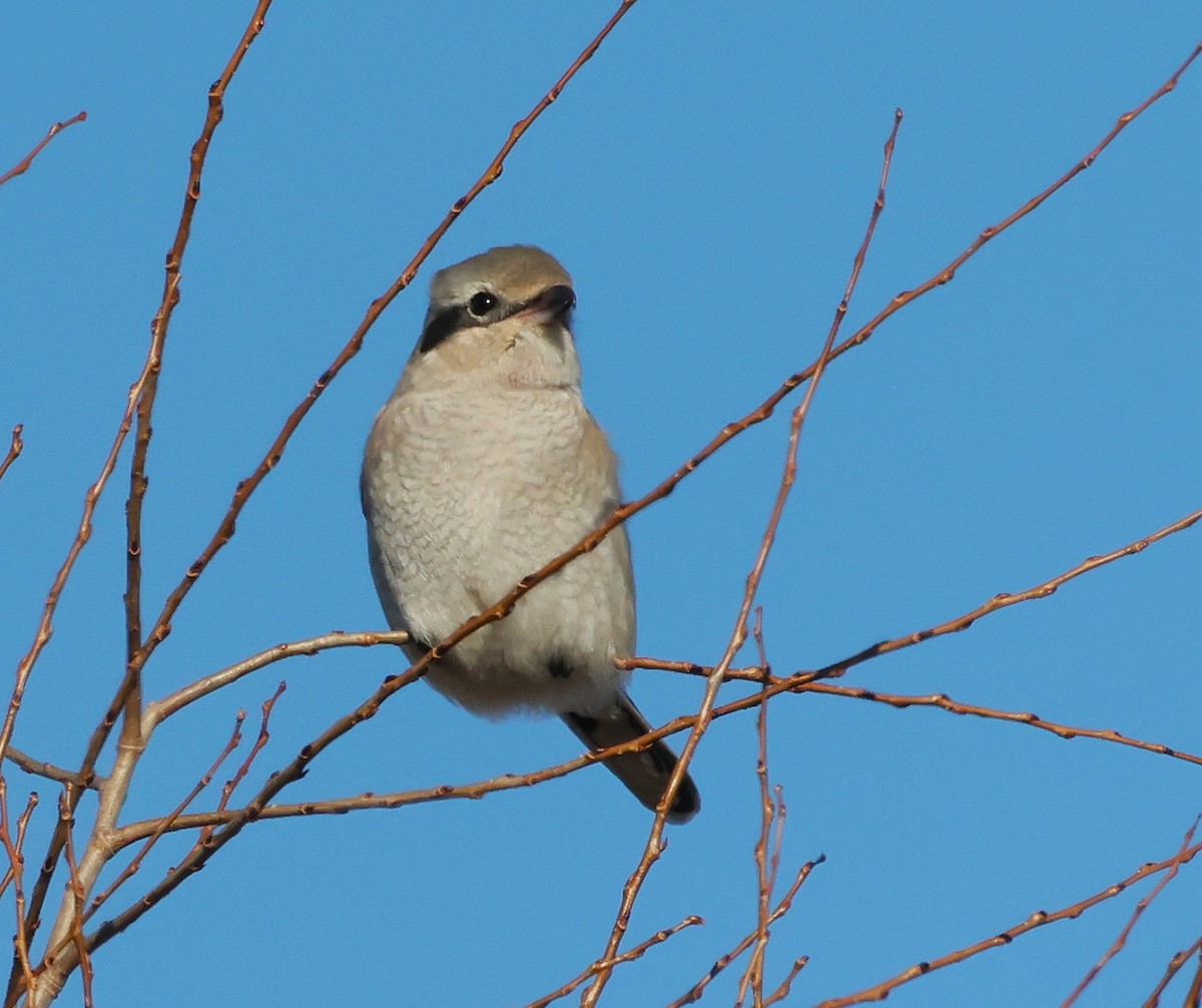 ťuhýk severní - ML647331982