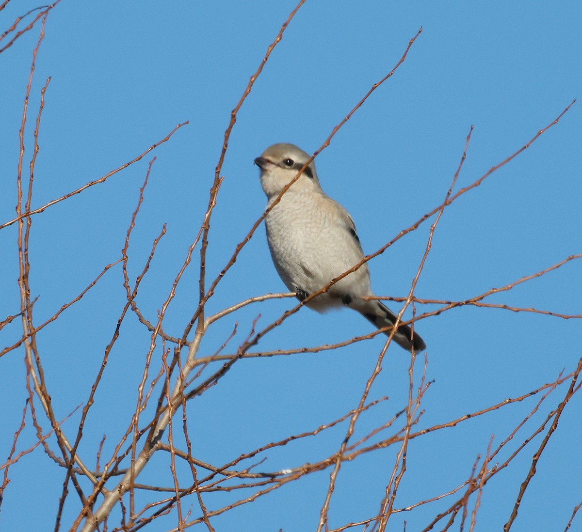 ťuhýk severní - ML647331984