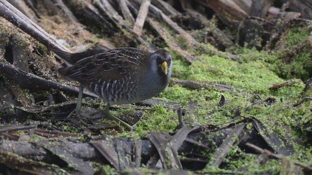 Sora Suyelvesi - ML647331985