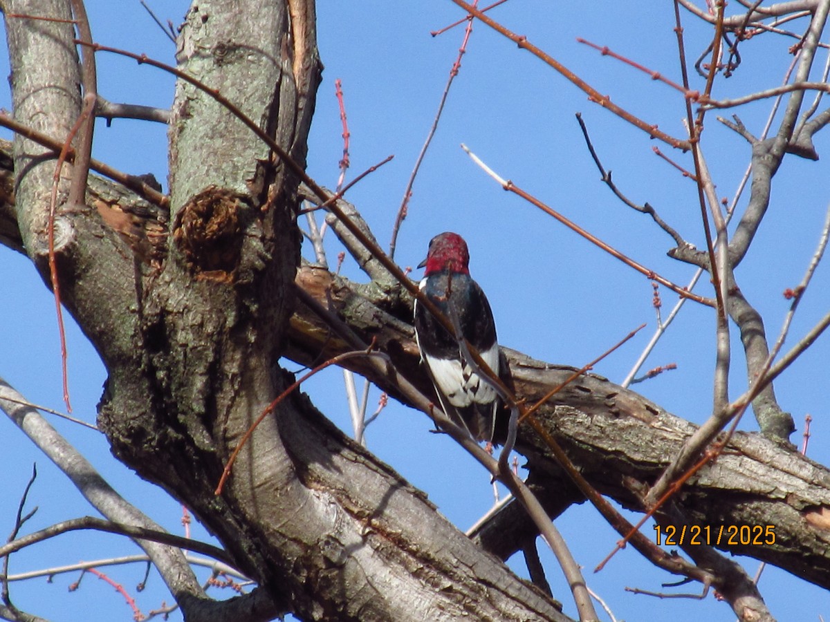 Red-headed Woodpecker - ML647331986