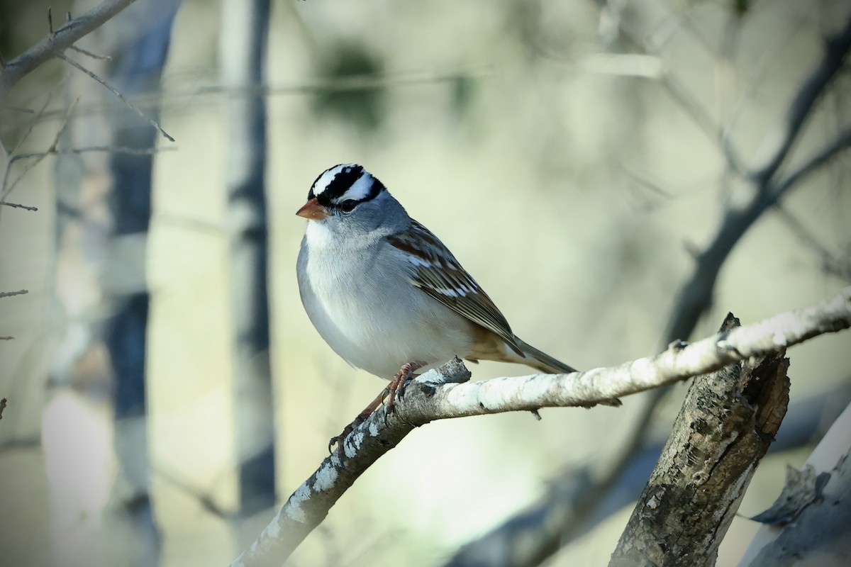 Porsuk Serçesi - ML647331990