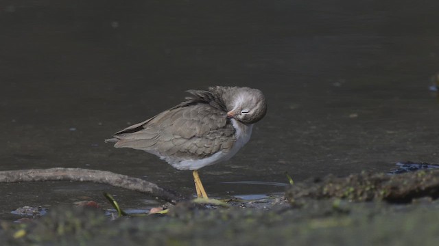 Benekli Düdükçün - ML647331991