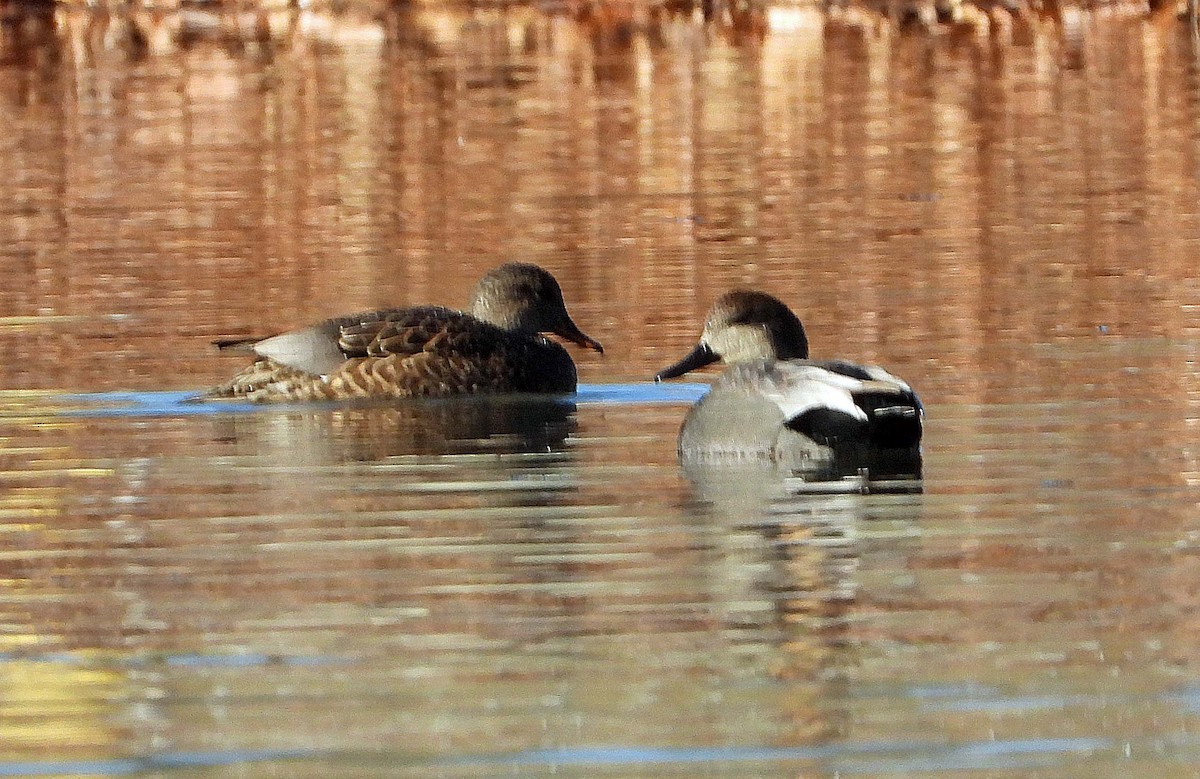 オカヨシガモ - ML647331997