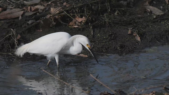 Karbeyaz Balıkçıl - ML647331999