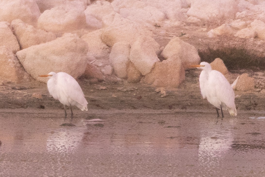 Great Egret - ML647332000