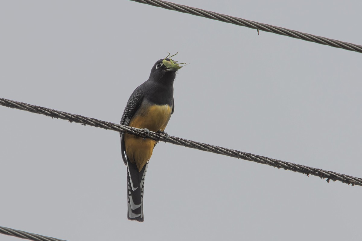 Trogon pattu - ML647332012