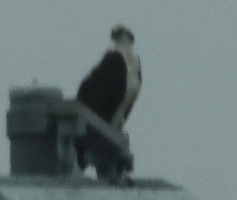 Osprey - ML647332021