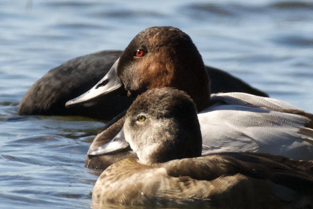 Murgilari bizkarzuria - ML647332022