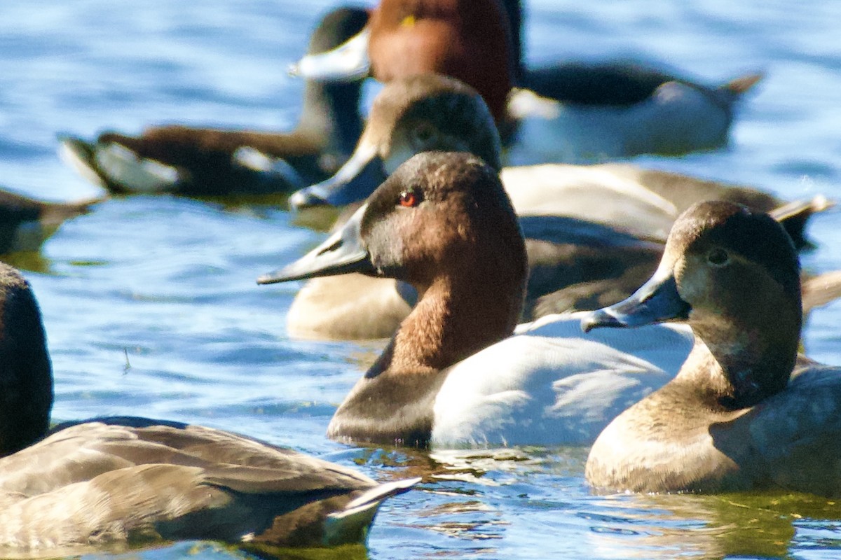 Murgilari bizkarzuria - ML647332023