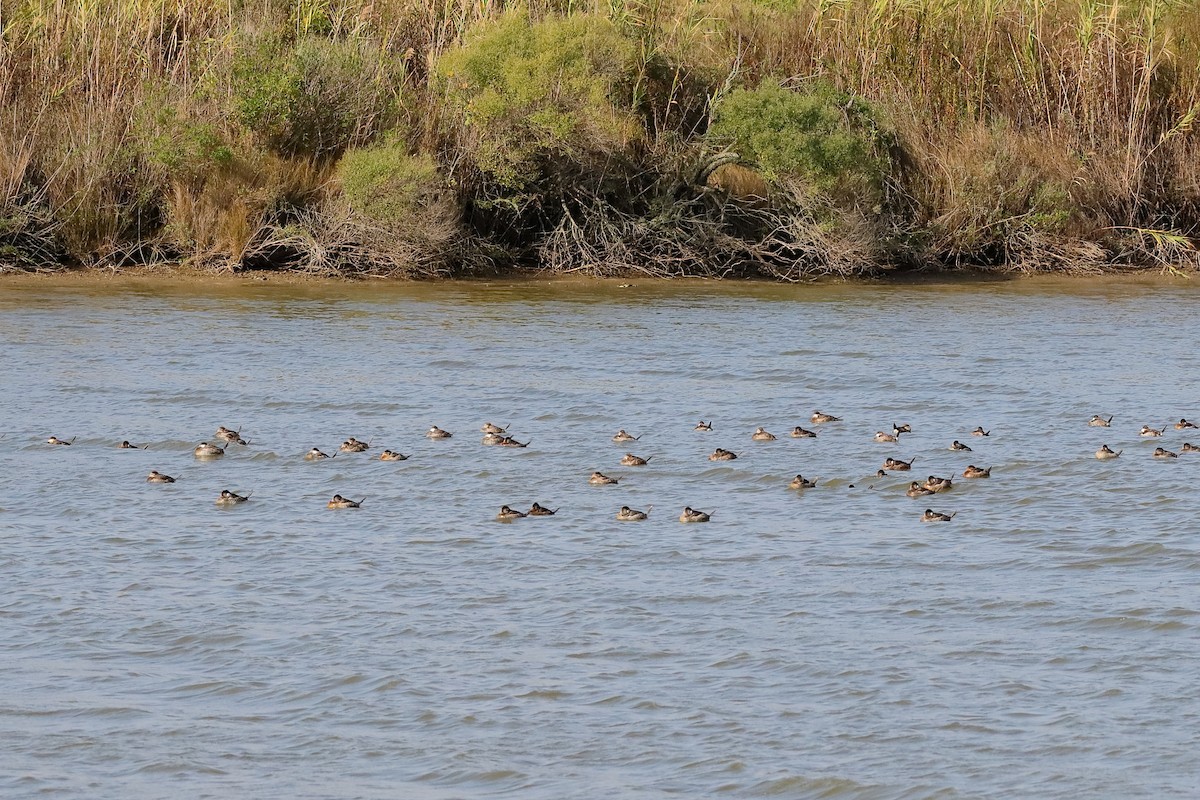 Ruddy Duck - ML647332024