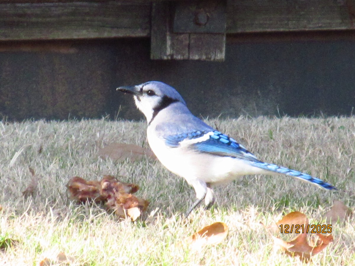 Blue Jay - ML647332026