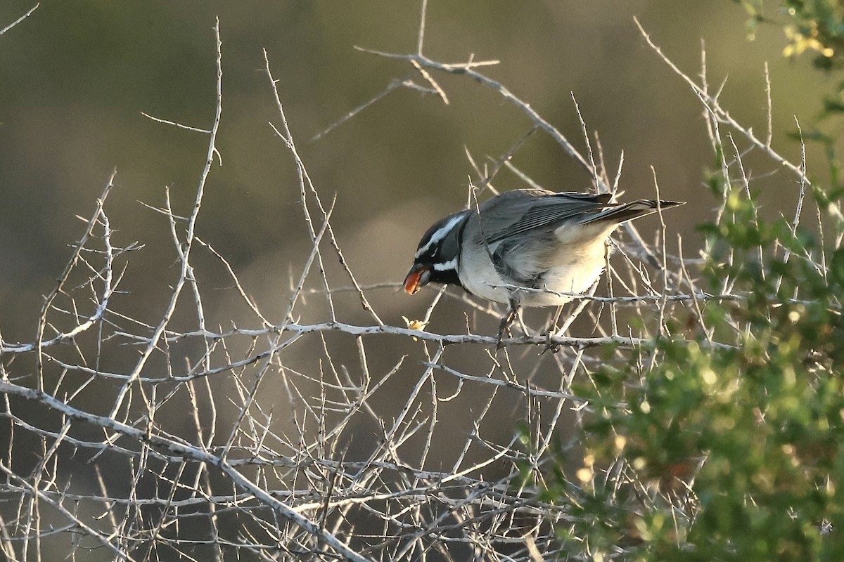 ノドグロヒメドリ - ML647332032