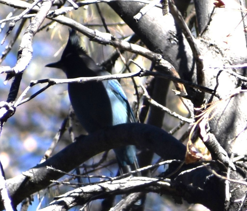 Steller's Jay - ML647332033