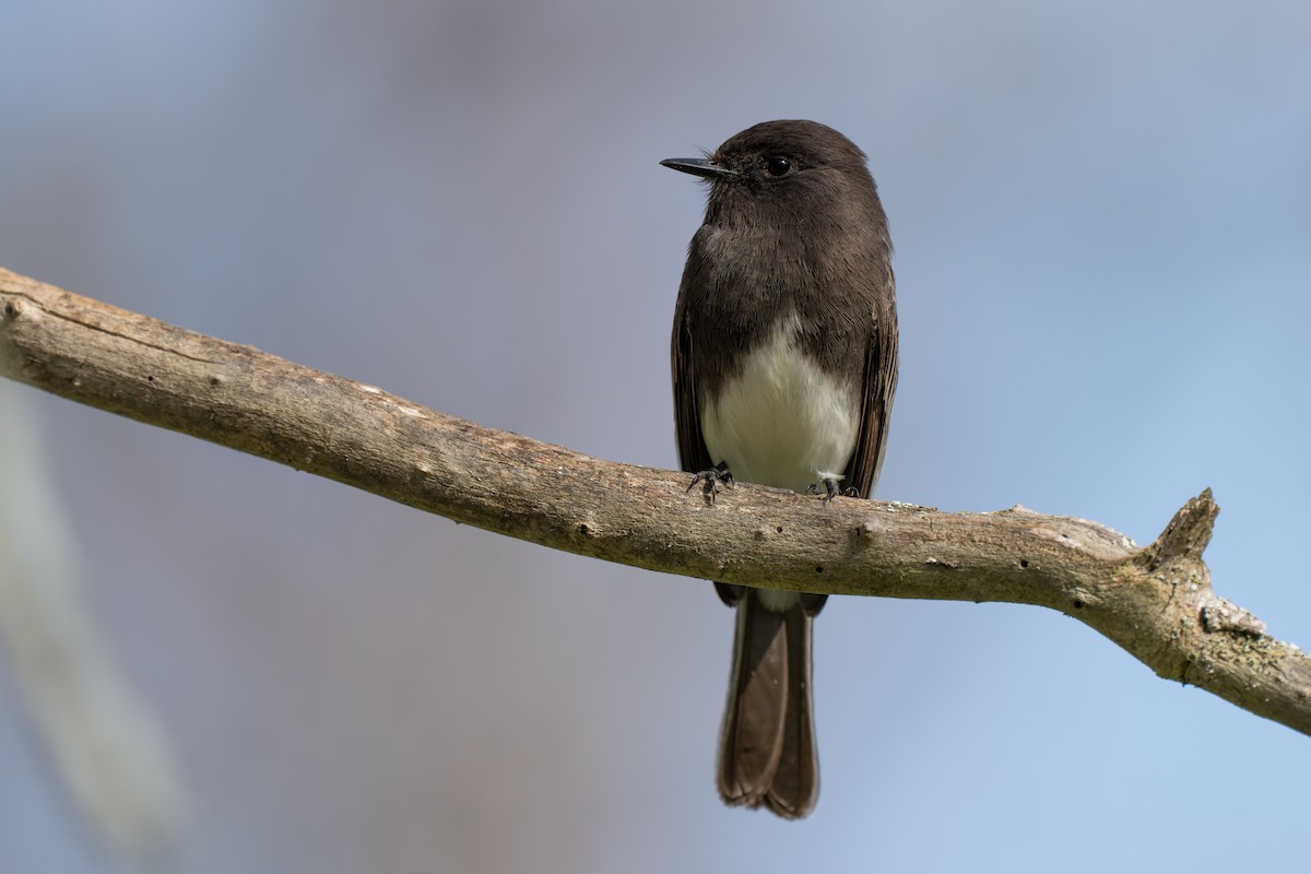 Black Phoebe - ML647332034