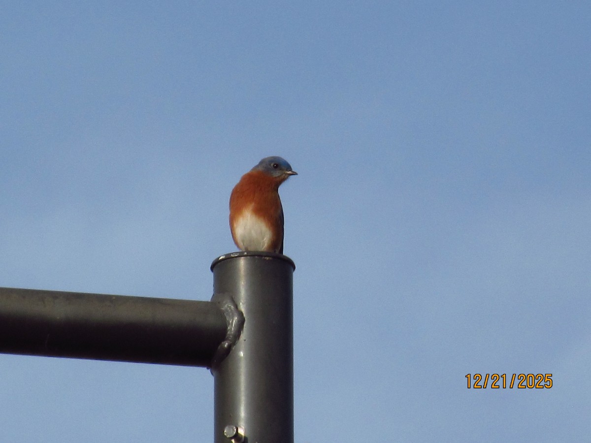 Eastern Bluebird - ML647332036