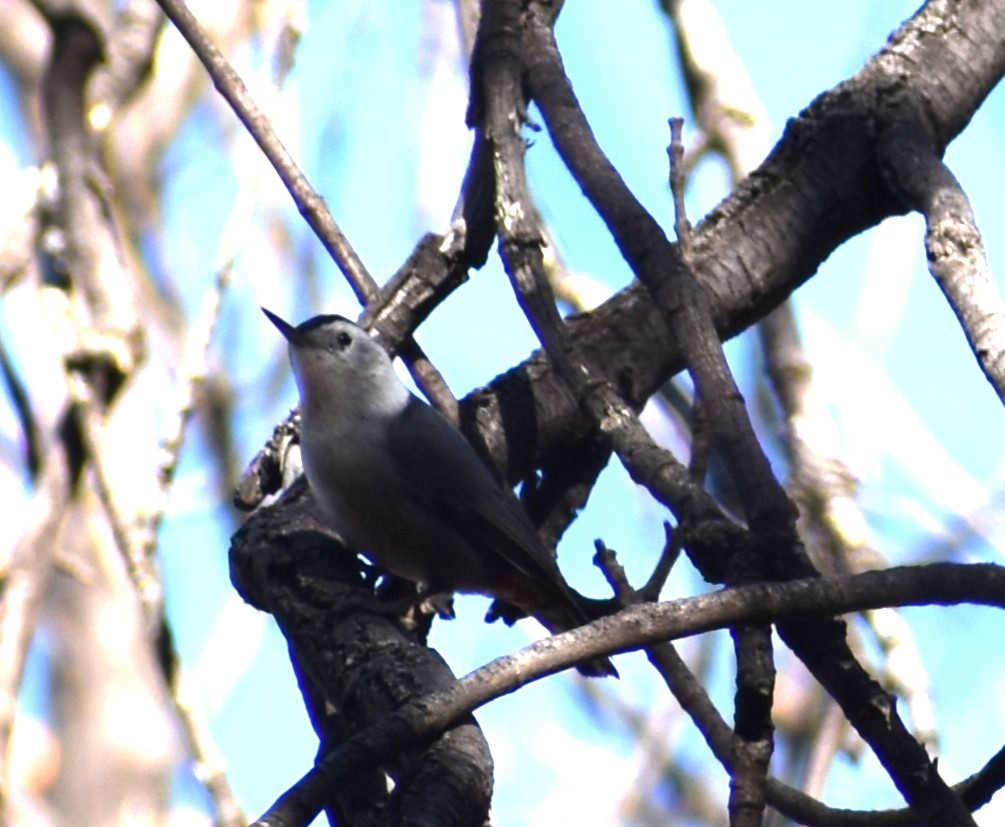 White-breasted Nuthatch - ML647332041