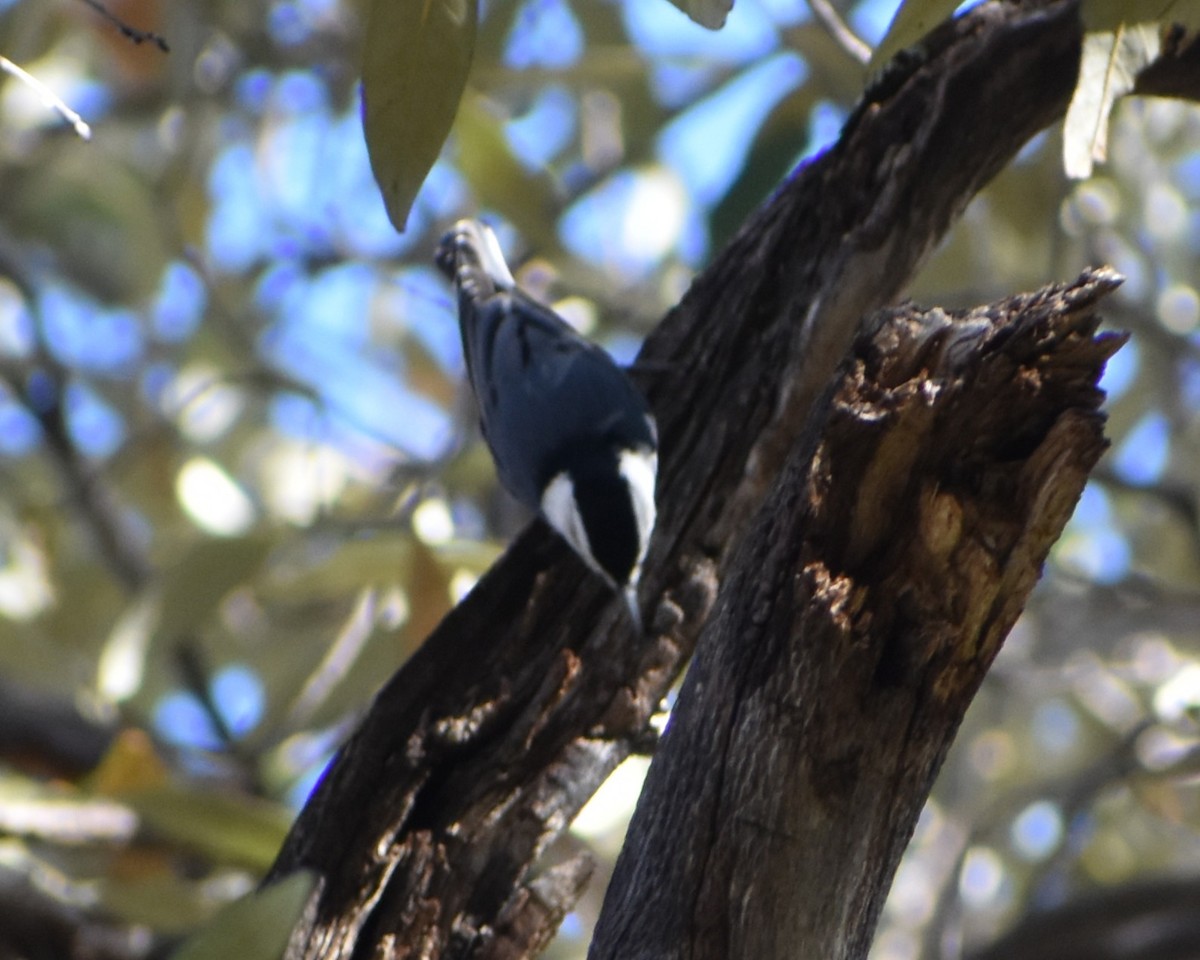 White-breasted Nuthatch - ML647332042