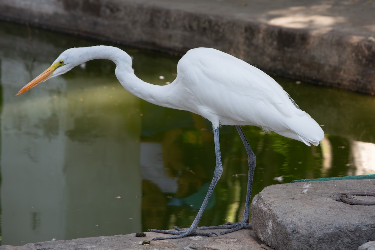 Great Egret - ML647332056