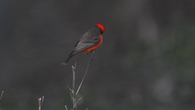 Ateş Renkli Sinekkapan - ML647332058