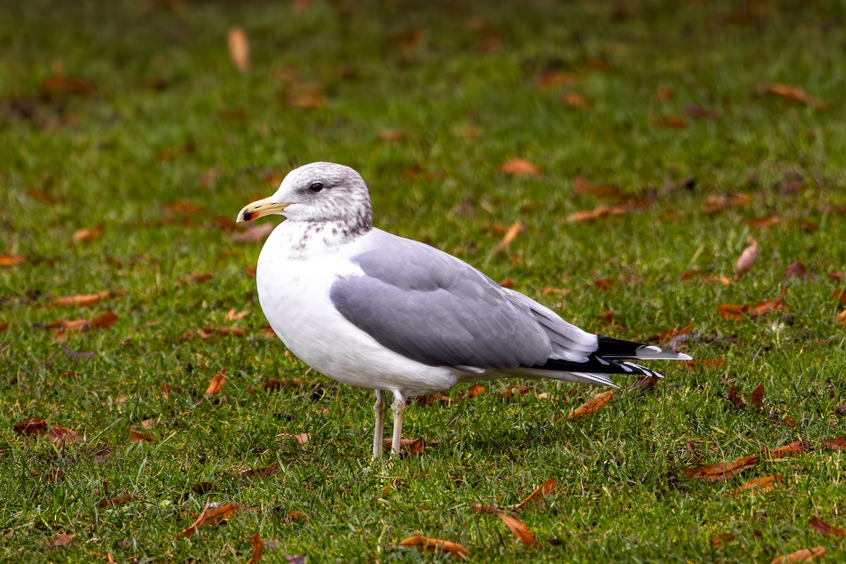 California Gull - ML647332067