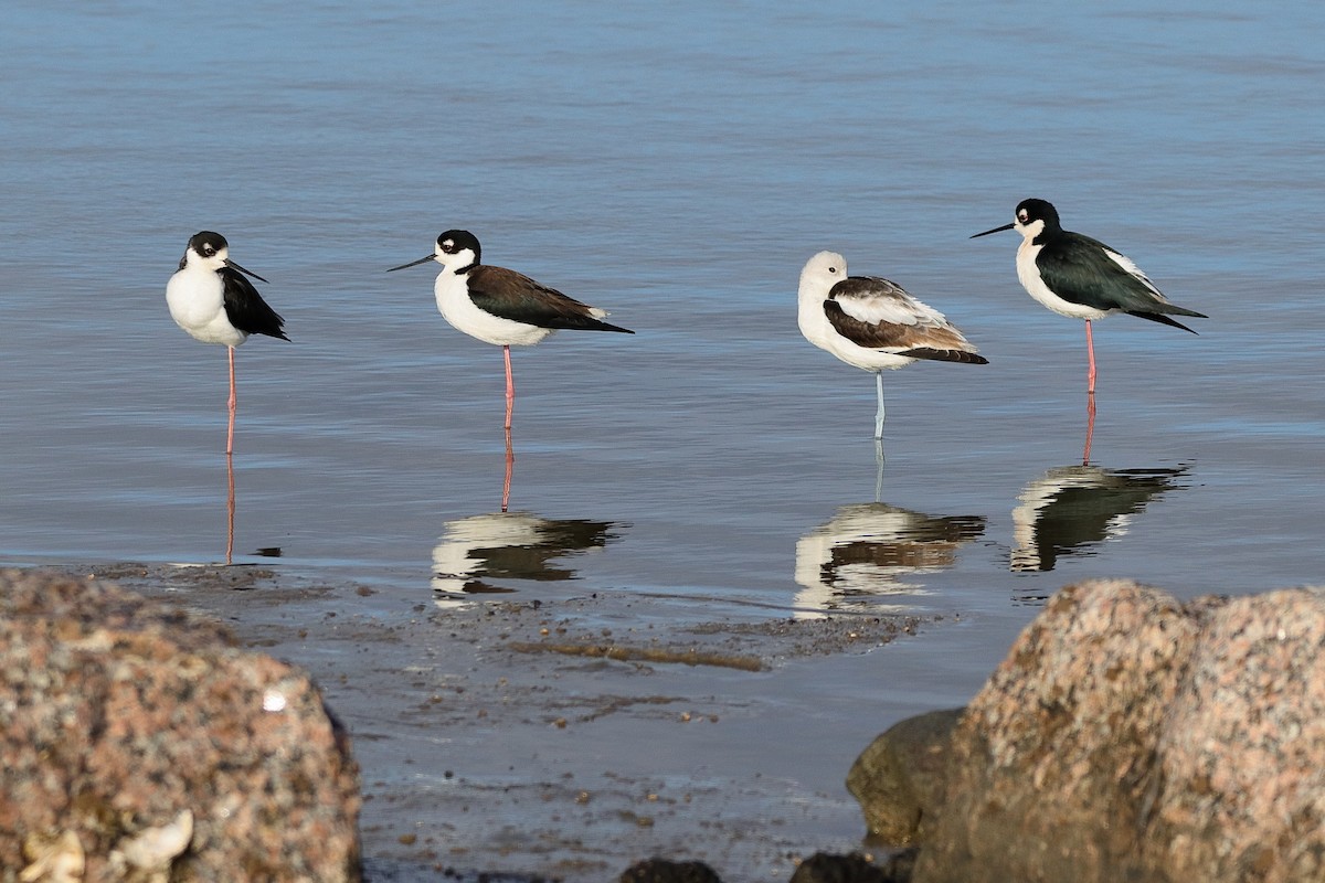 Black-necked Stilt - ML647332071