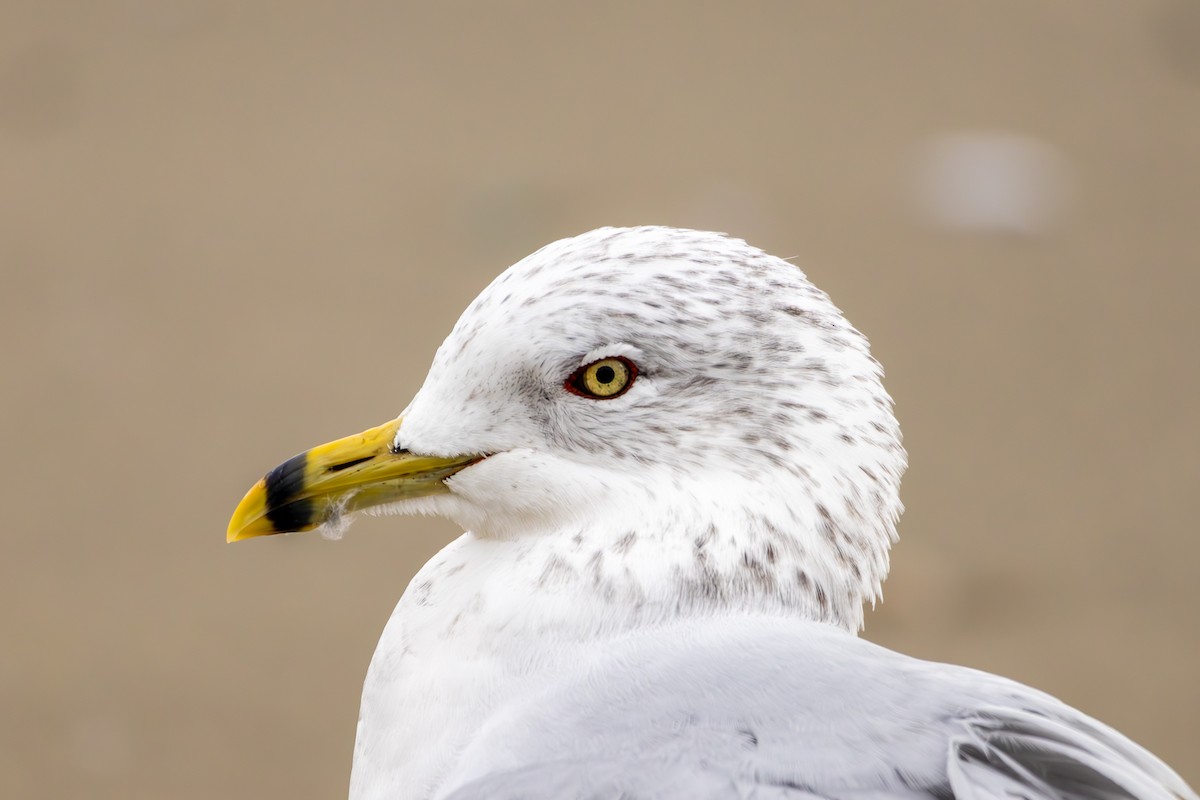Ring-billed Gull - ML647332072