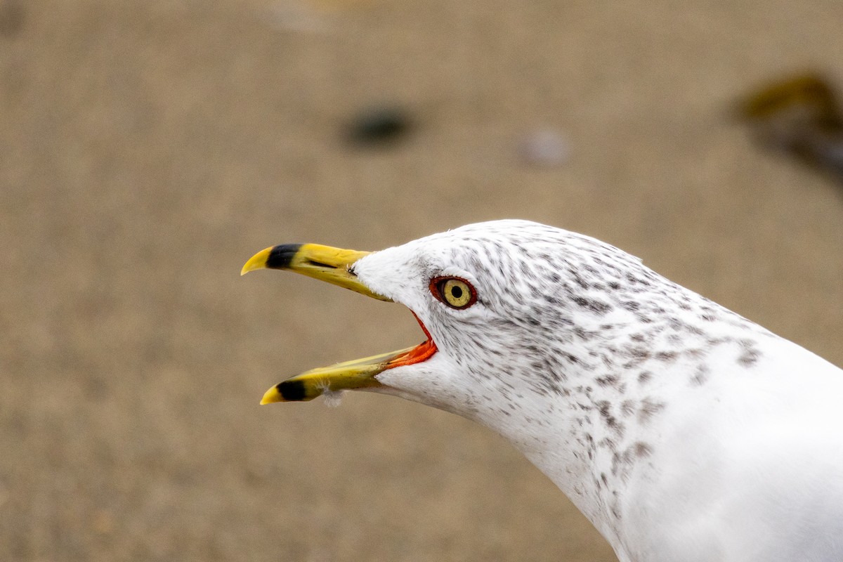 Ring-billed Gull - ML647332073