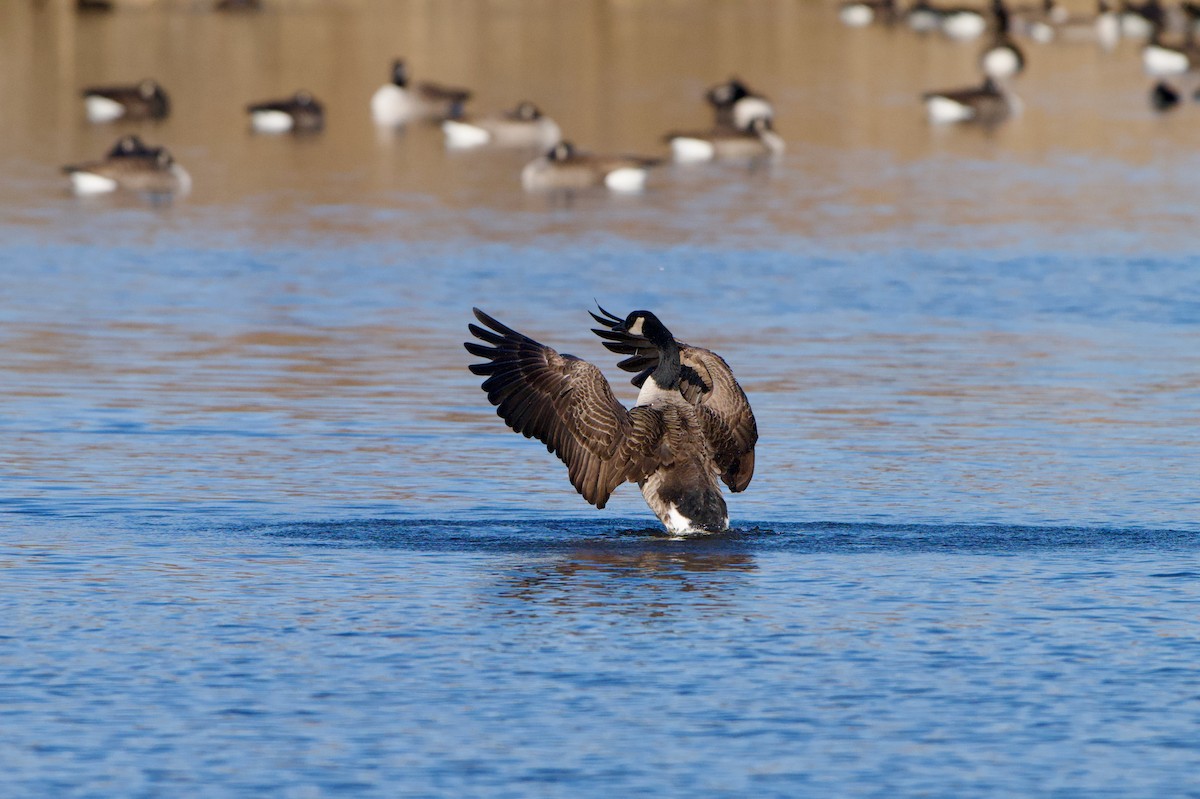 kanadagås - ML647332076