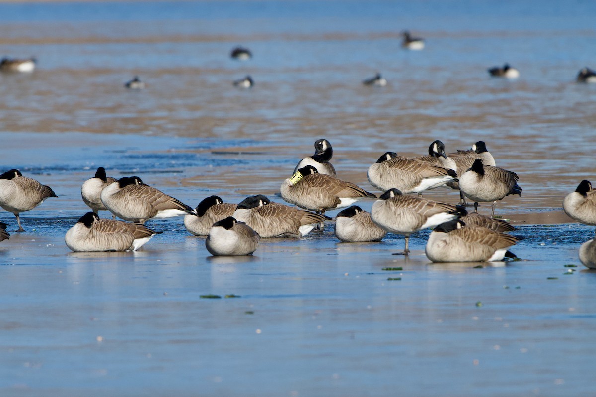 kanadagås - ML647332077