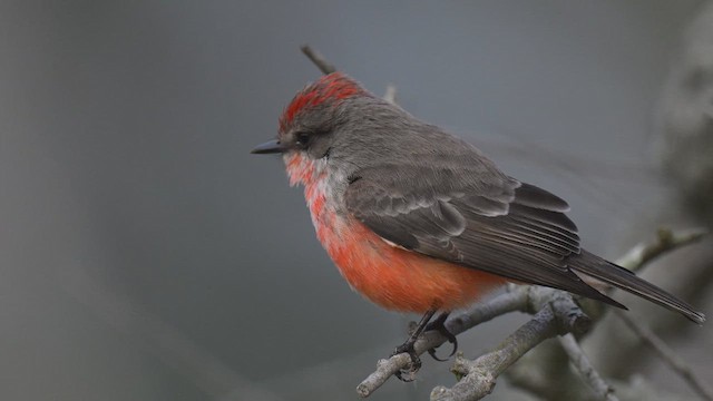 Ateş Renkli Sinekkapan - ML647332078