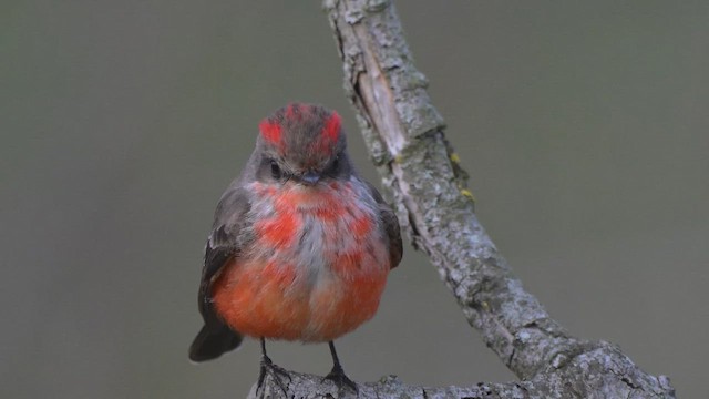 Ateş Renkli Sinekkapan - ML647332079