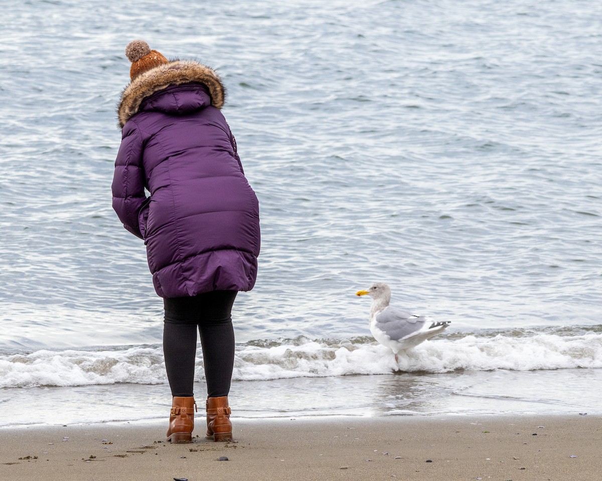 Western x Glaucous-winged Gull (hybrid) - ML647332080