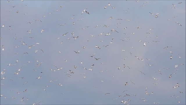 Amerika Gümüş Martısı - ML647332086