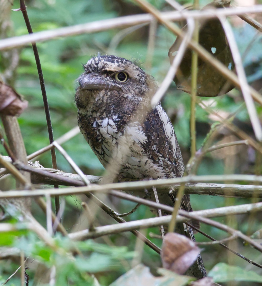 Sunda Frogmouth - ML647332090