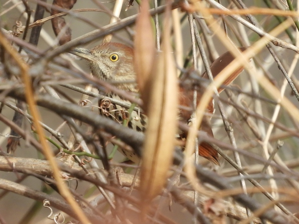 Moqueur roux - ML647332094