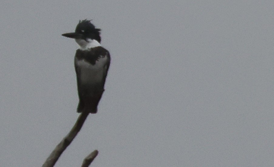 שלדג אמריקני - ML647332096