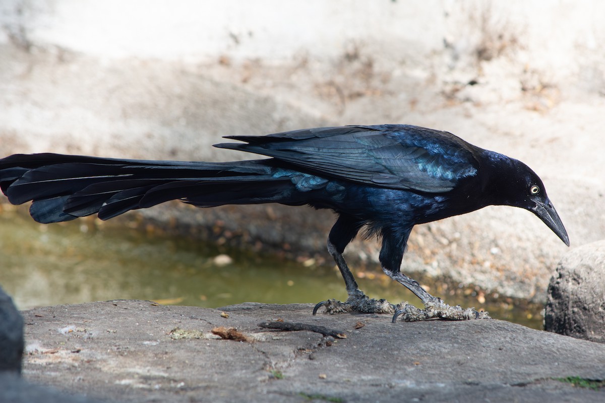 Great-tailed Grackle - ML647332098
