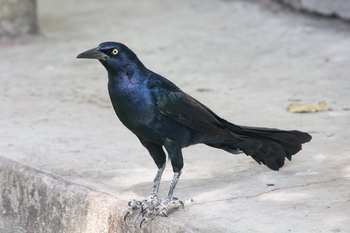 Great-tailed Grackle - ML647332099