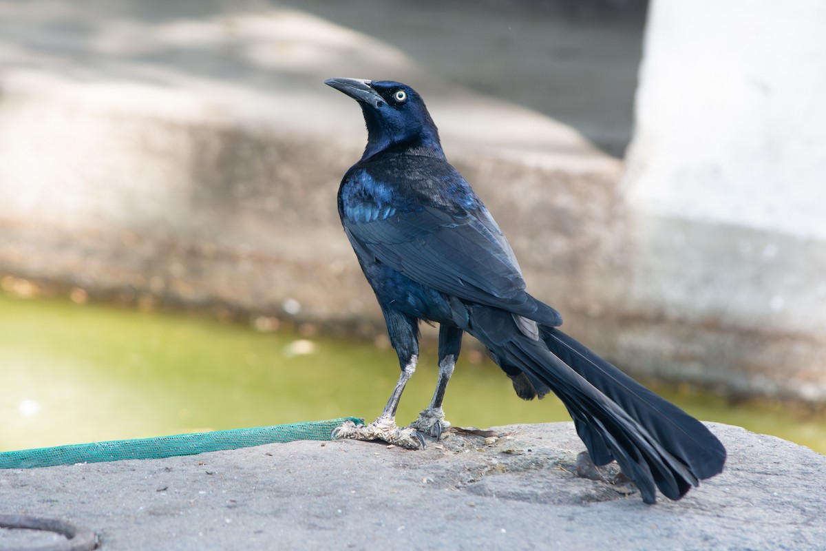Great-tailed Grackle - ML647332100