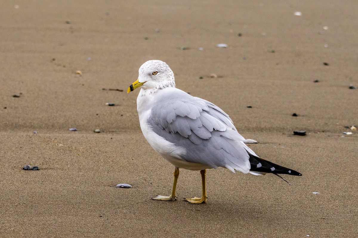 Ring-billed Gull - ML647332102